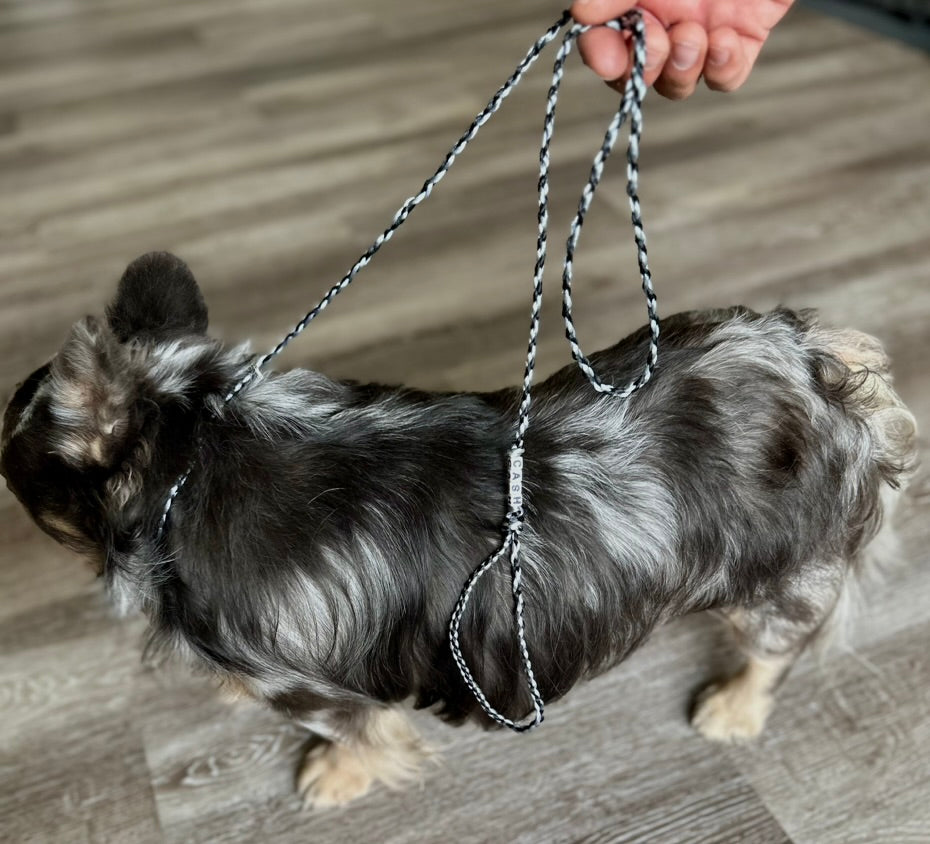 CUSTOM DOG SHOW LEAD